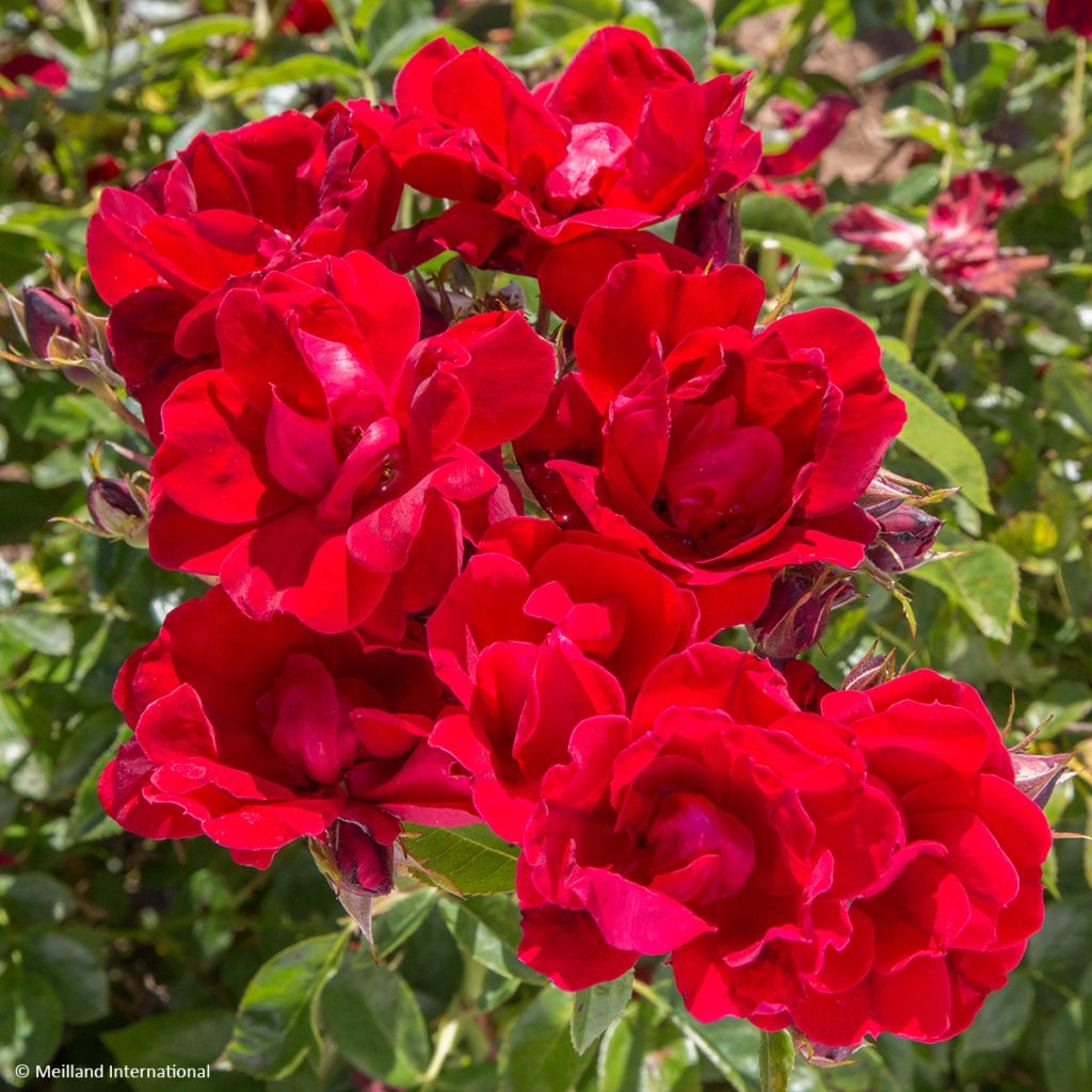 Rosa Street Colors Moulin Rouge - Parkrose
