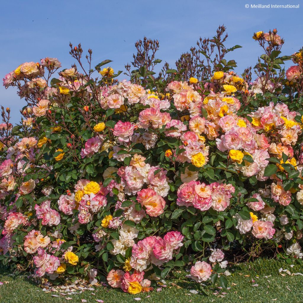 Rosa Street Colors Rêve de Paris - Parkrose