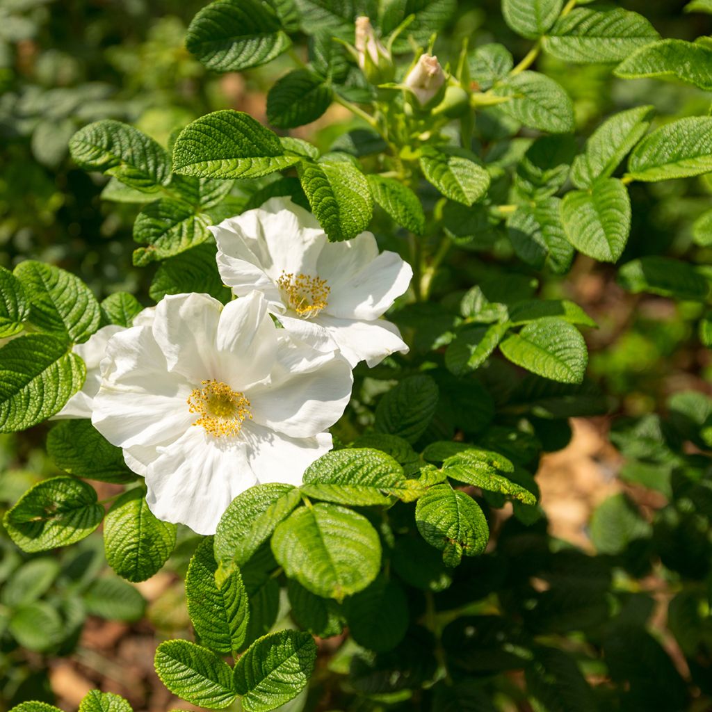 Rosa rugosa Alba - Apfelrose