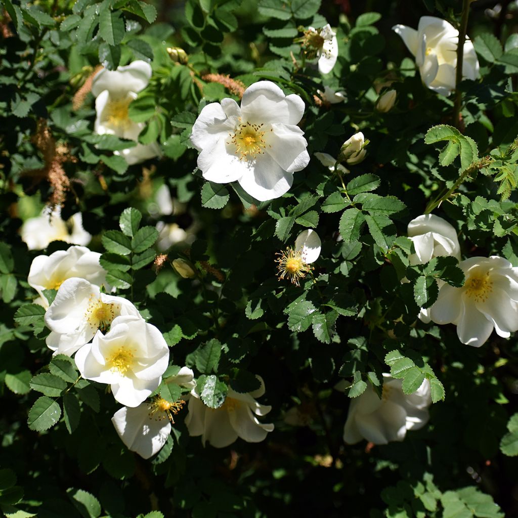 Rosa rugosa Alba - Apfelrose