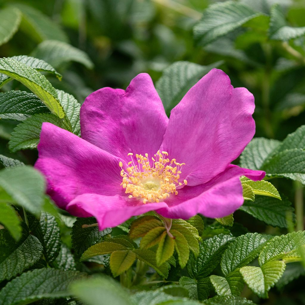 Rosa rugosa - Apfelrose