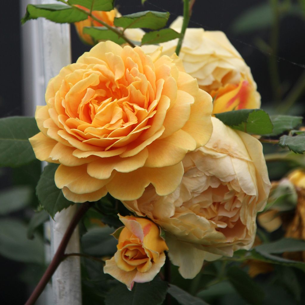Rosa Golden Celebration - Englische Rose