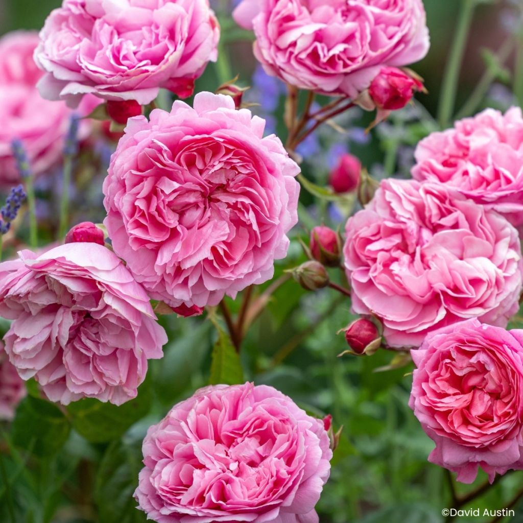 Stammrose David Austin Penelope Lively