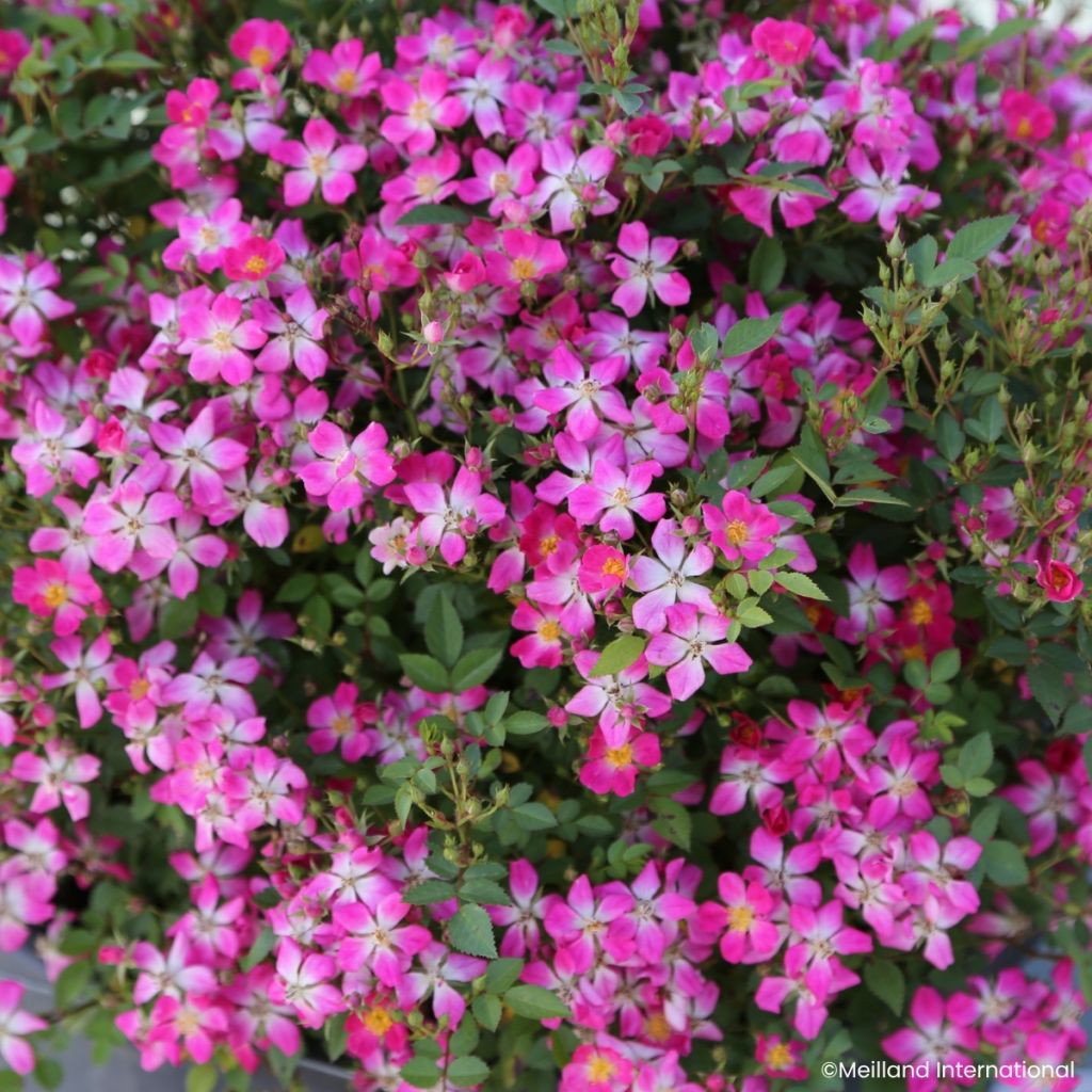 Rosa Galaxy Antares - Zwergrose