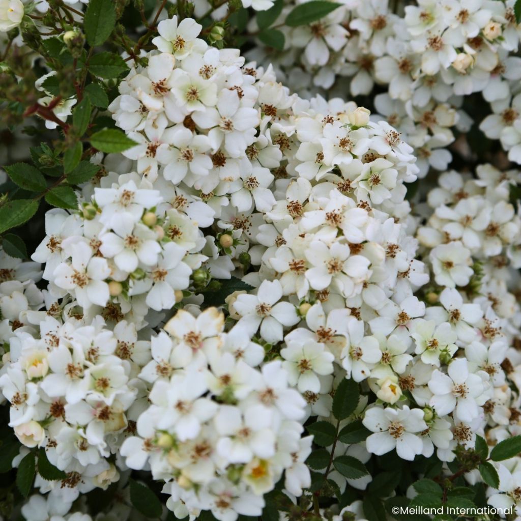 Rosa Galaxy Arcturus - Zwergrose