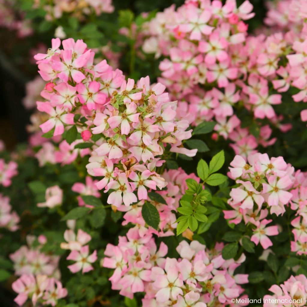 Rosa Galaxy Vega - Zwergrose