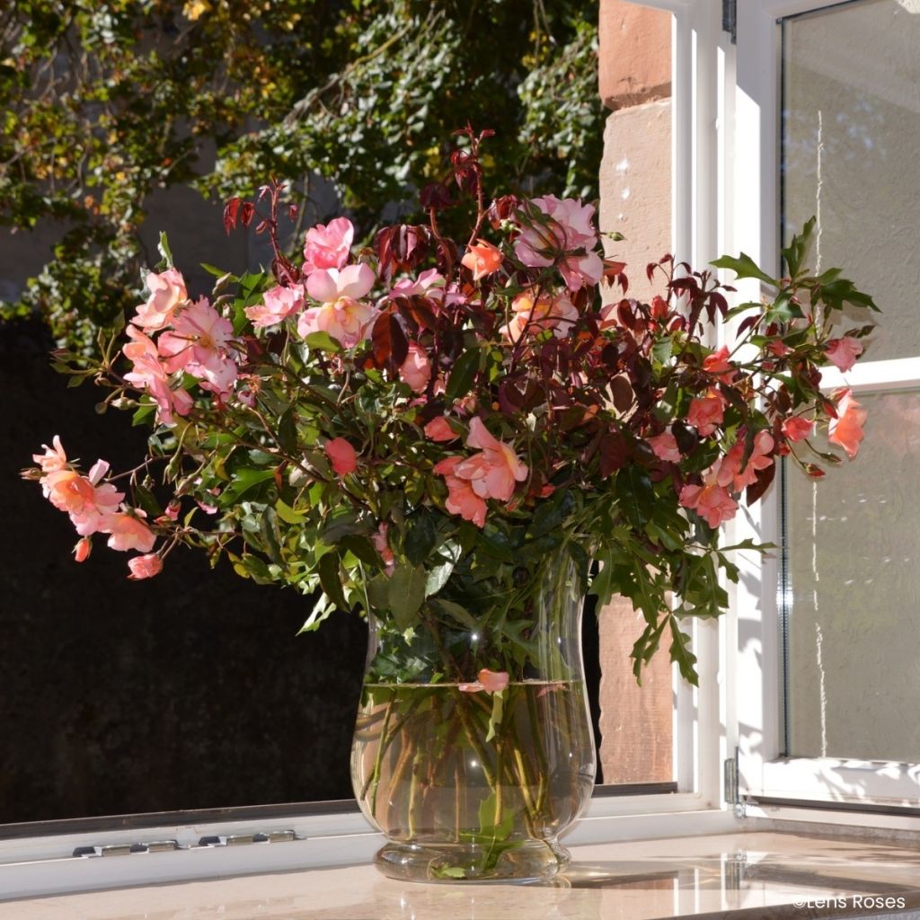 Rosier arbustif Esch-sur-Sûre