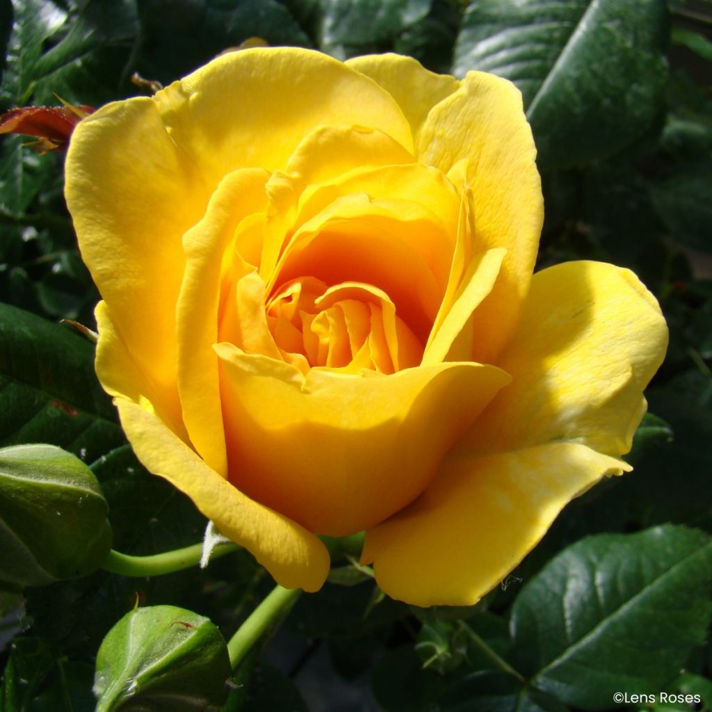 Rosier à fleurs groupées Absolutely Fabulous