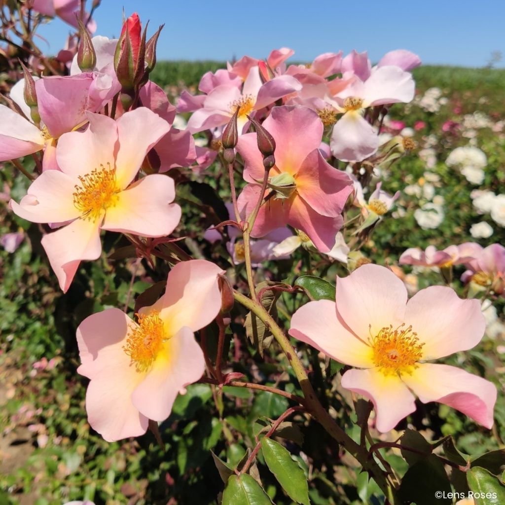 Rosier grimpant Lens Flair