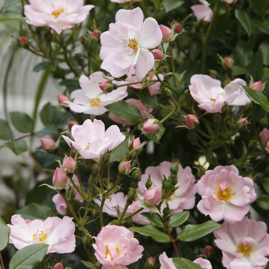 Rosa Sternenhimmel - Zwerg-Parkrose