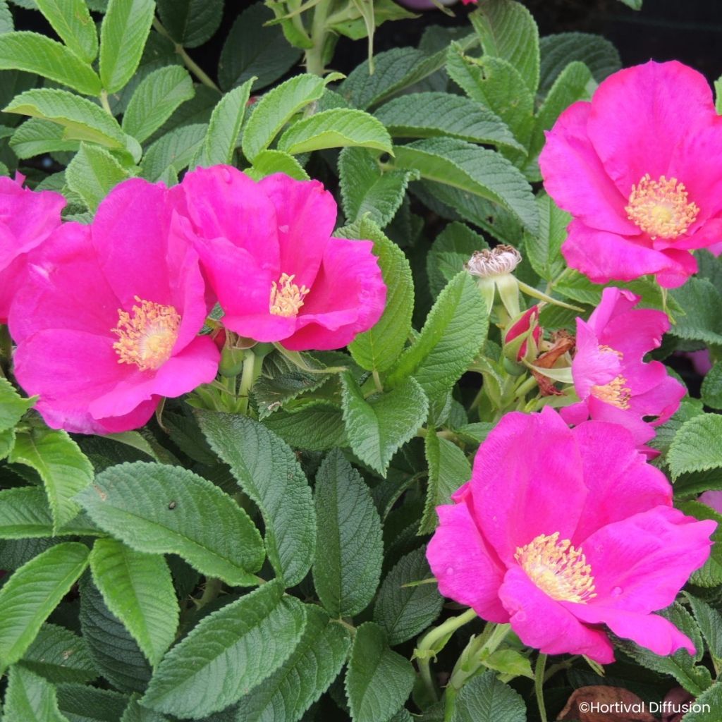 Rosier rugosa Angelia Eglantine - Apfelrose