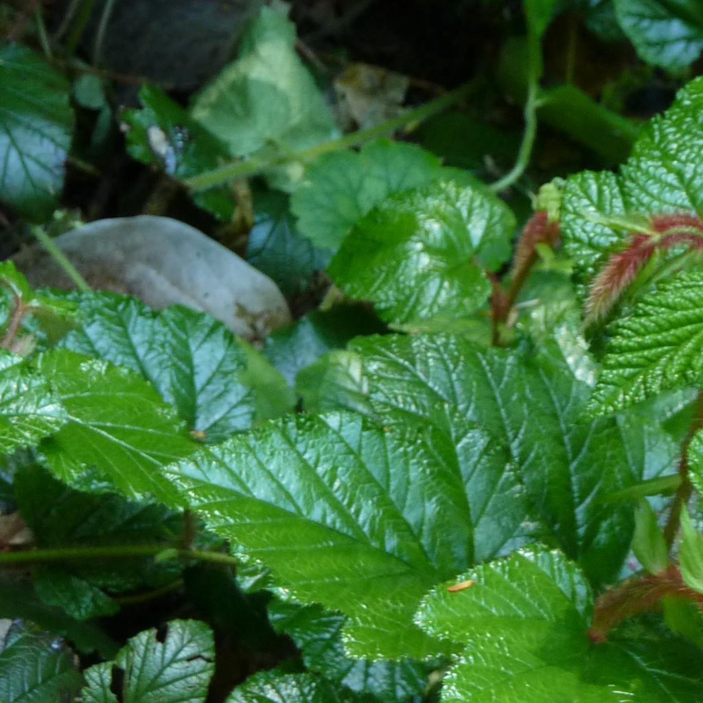 Rubus tricolor - Dreifarbige Brombeere