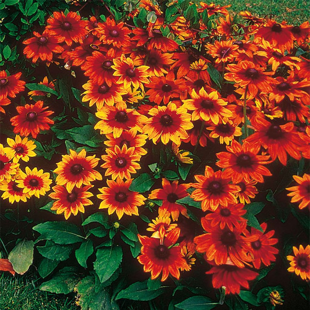 Rauher Sonnenhut Autumn Colors - Rudbeckia