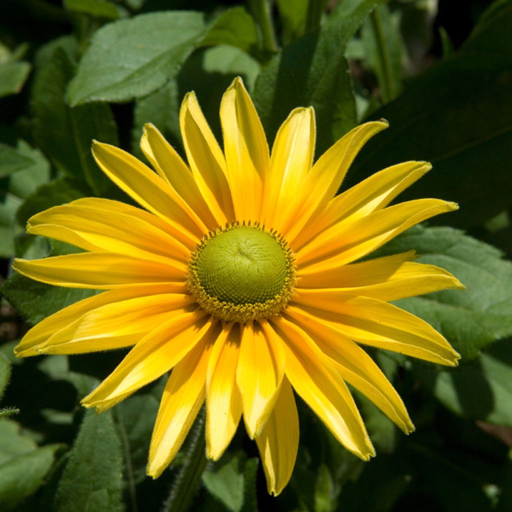 Rauher Sonnenhut Prairie Sun - Rudbeckia