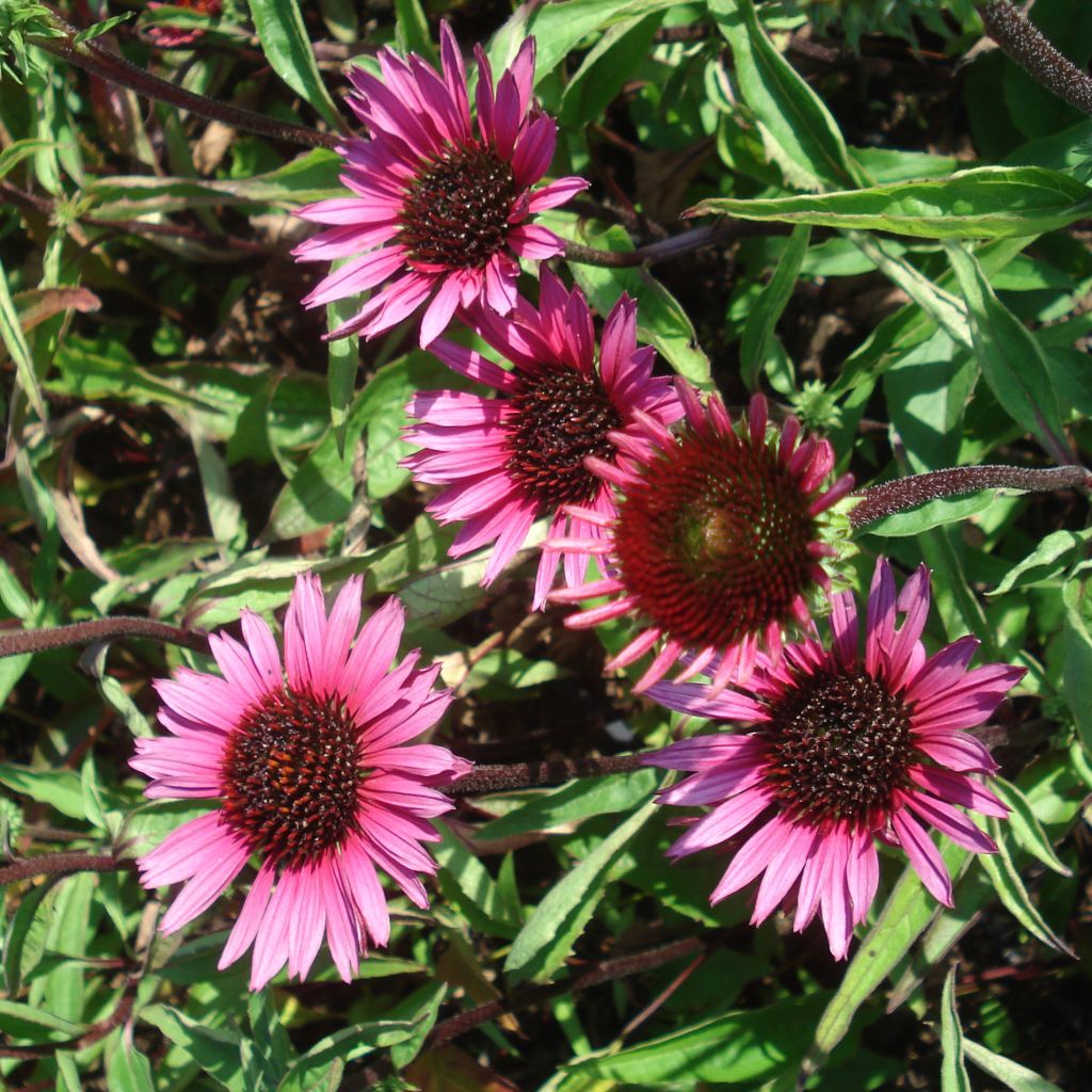 Echinacea purpurea Vintage Wine - Sonnenhut