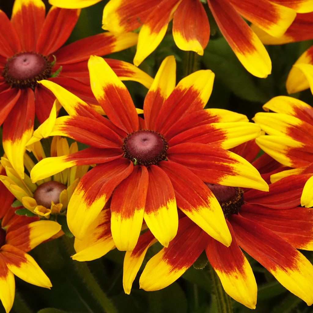 Rauher Sonnenhut Sunbeckia Mia - Rudbeckia