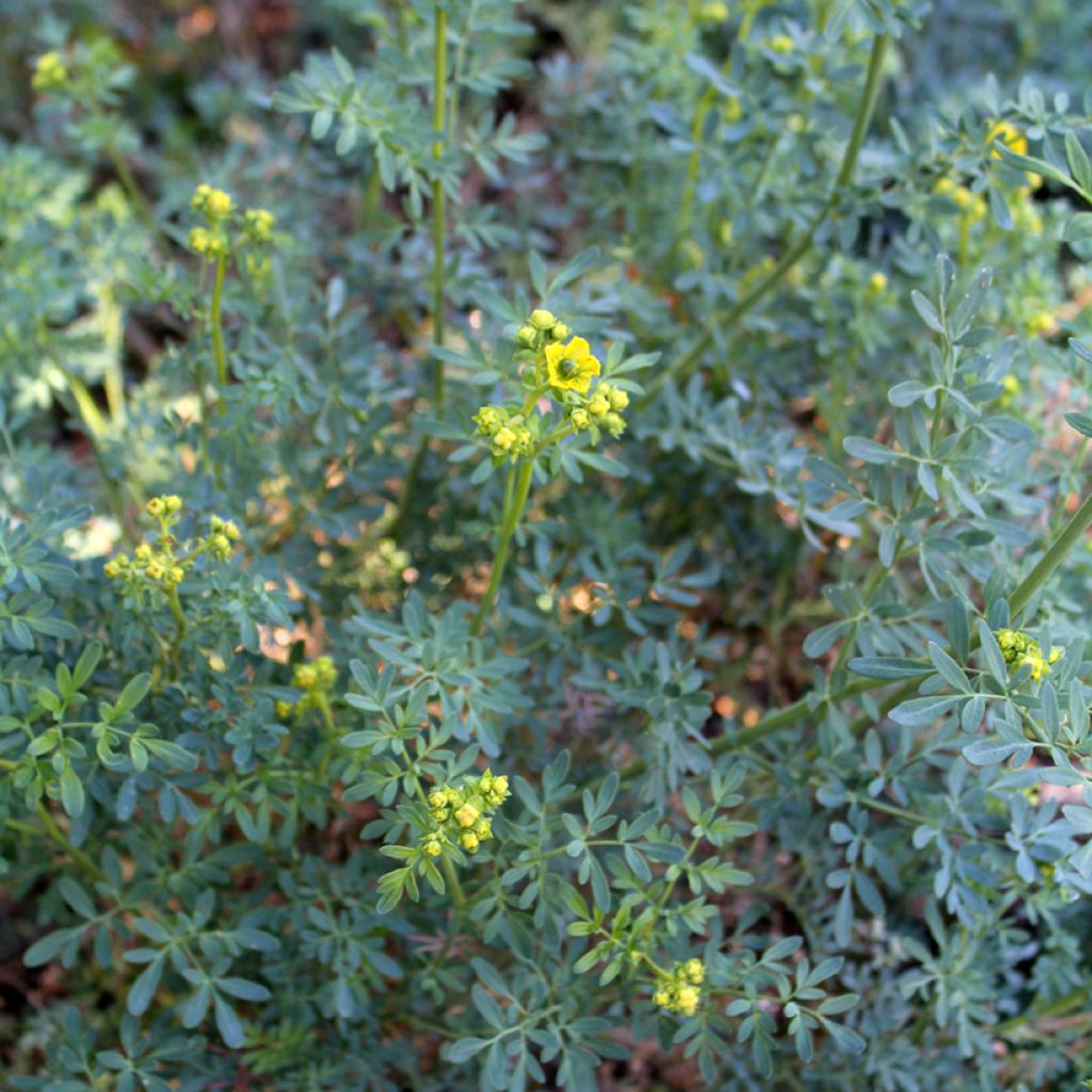 Wein-Raute - Ruta graveolens