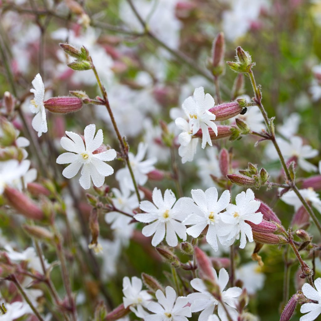 Taubenkropf-Leimkraut - Silene vulgaris