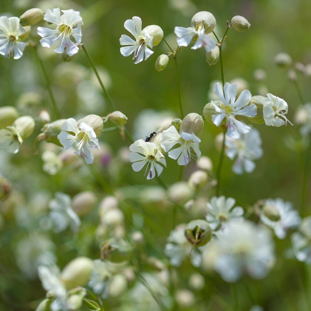 Taubenkropf-Leimkraut - Silene vulgaris