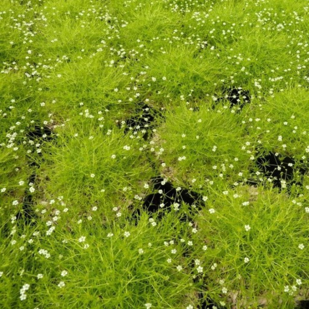 Sagina subulata Lime Moss - Pfriemblättriges Mastkraut
