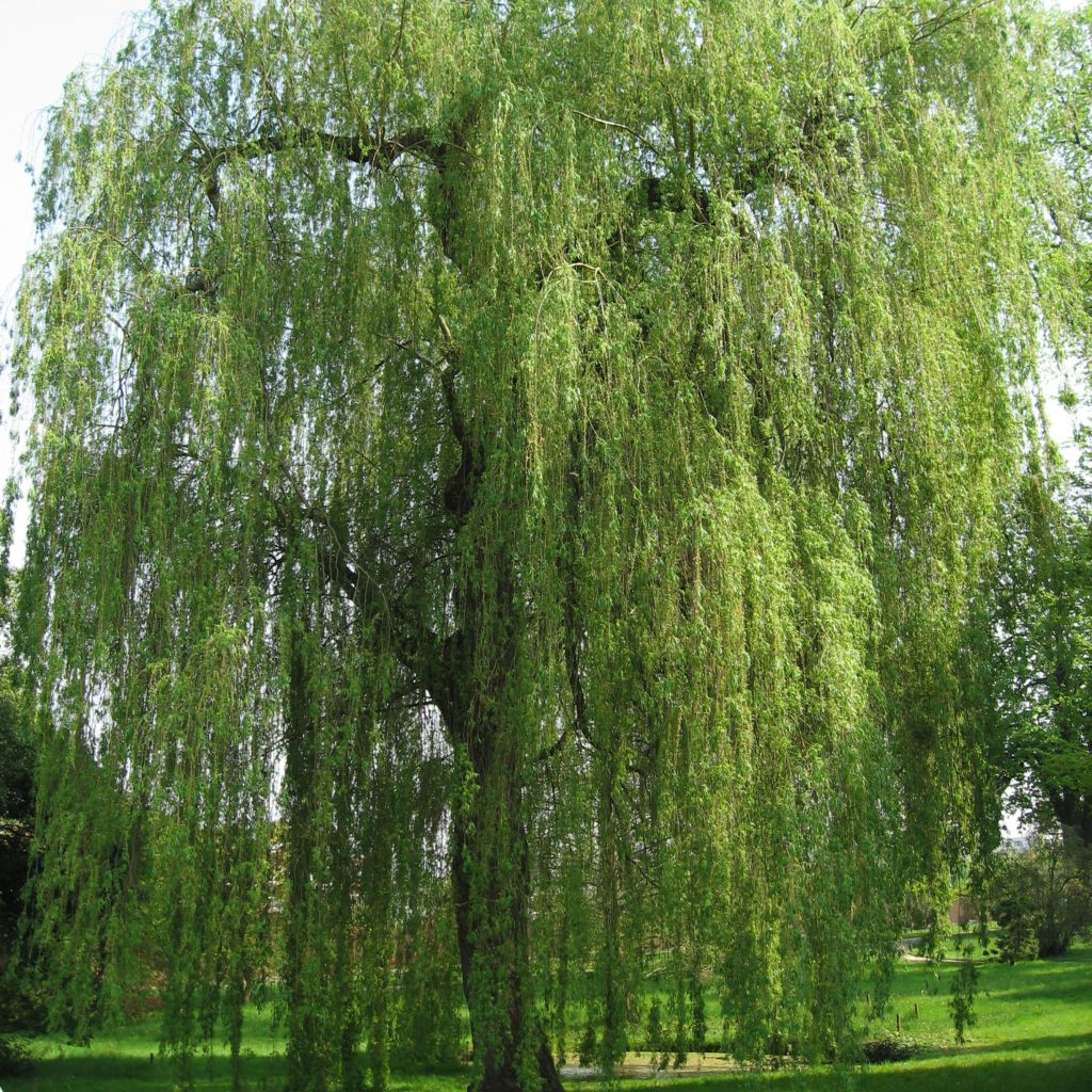 Silber-Weide Tristis - Salix alba