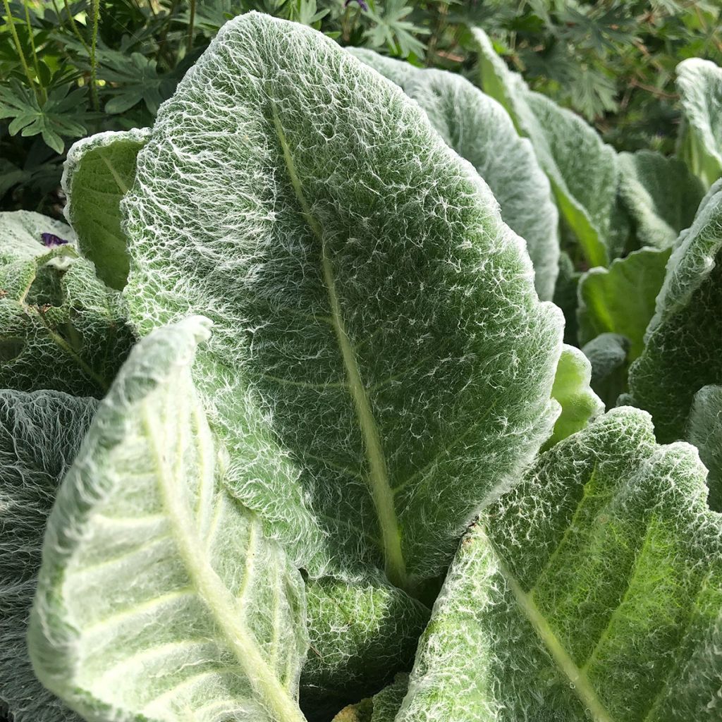 Sauge argentée - Salvia argentea