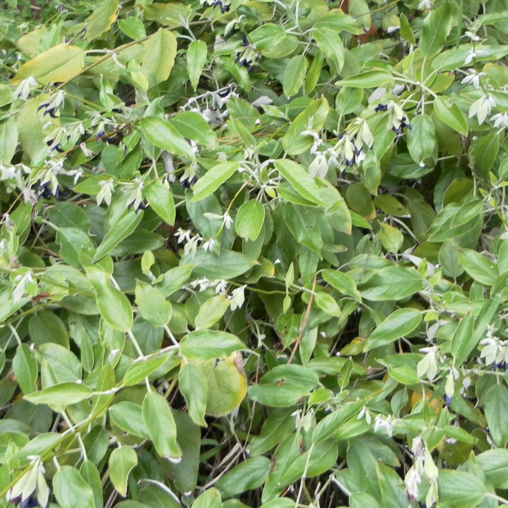 Peruanischer Salbei - Salvia discolor