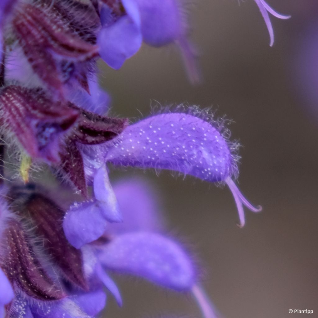 Salvia Feathers Peacock - Guarani-Salbei