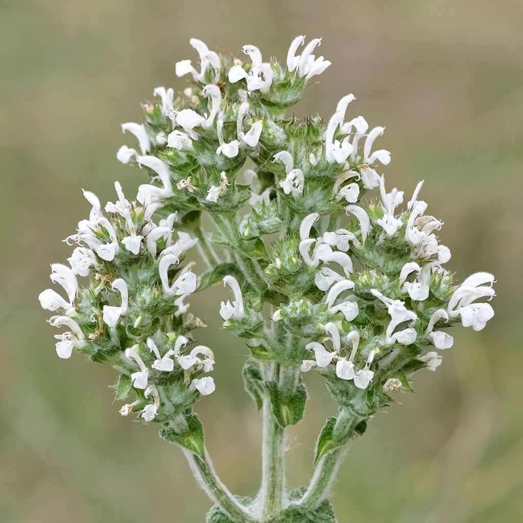 Salvia aethiopis - Ungarn-Salbei