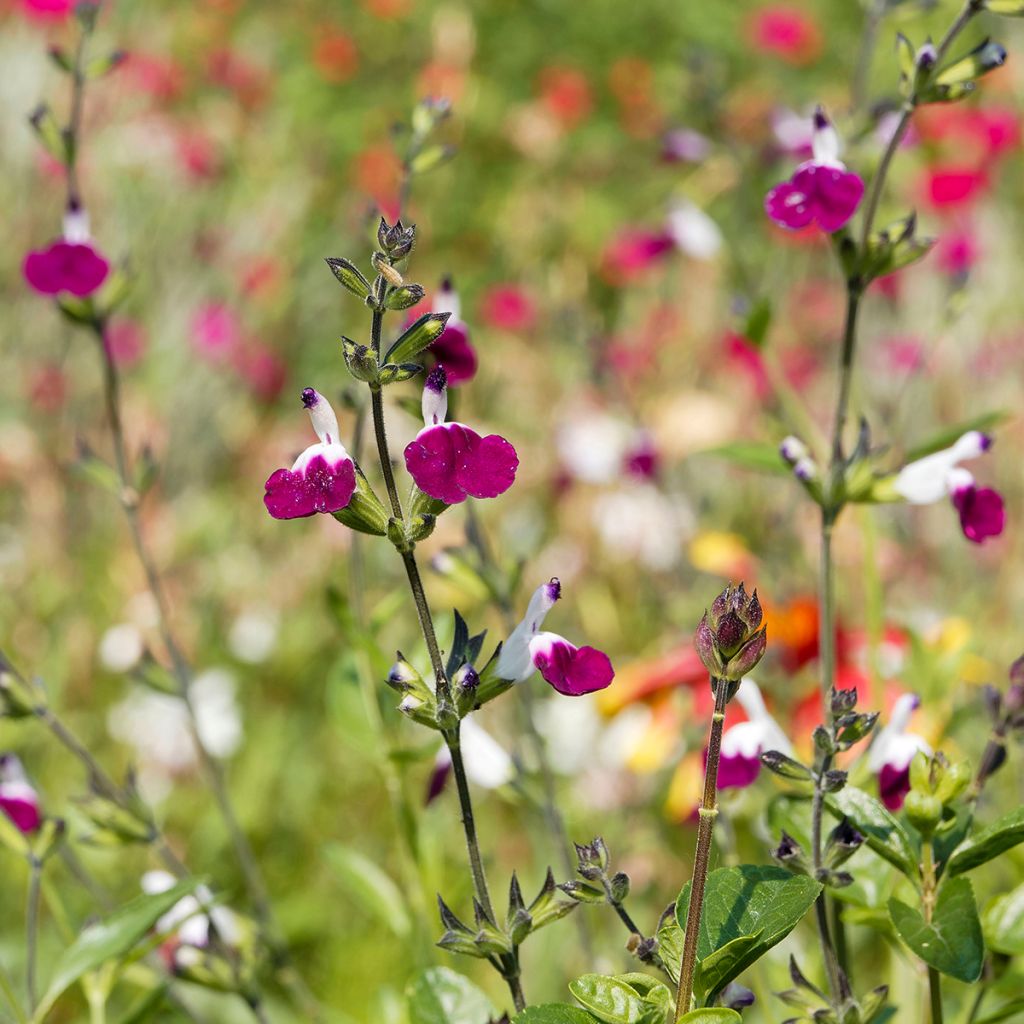 Salvia greggii Amethyst Lips - Strauchiger Salbei