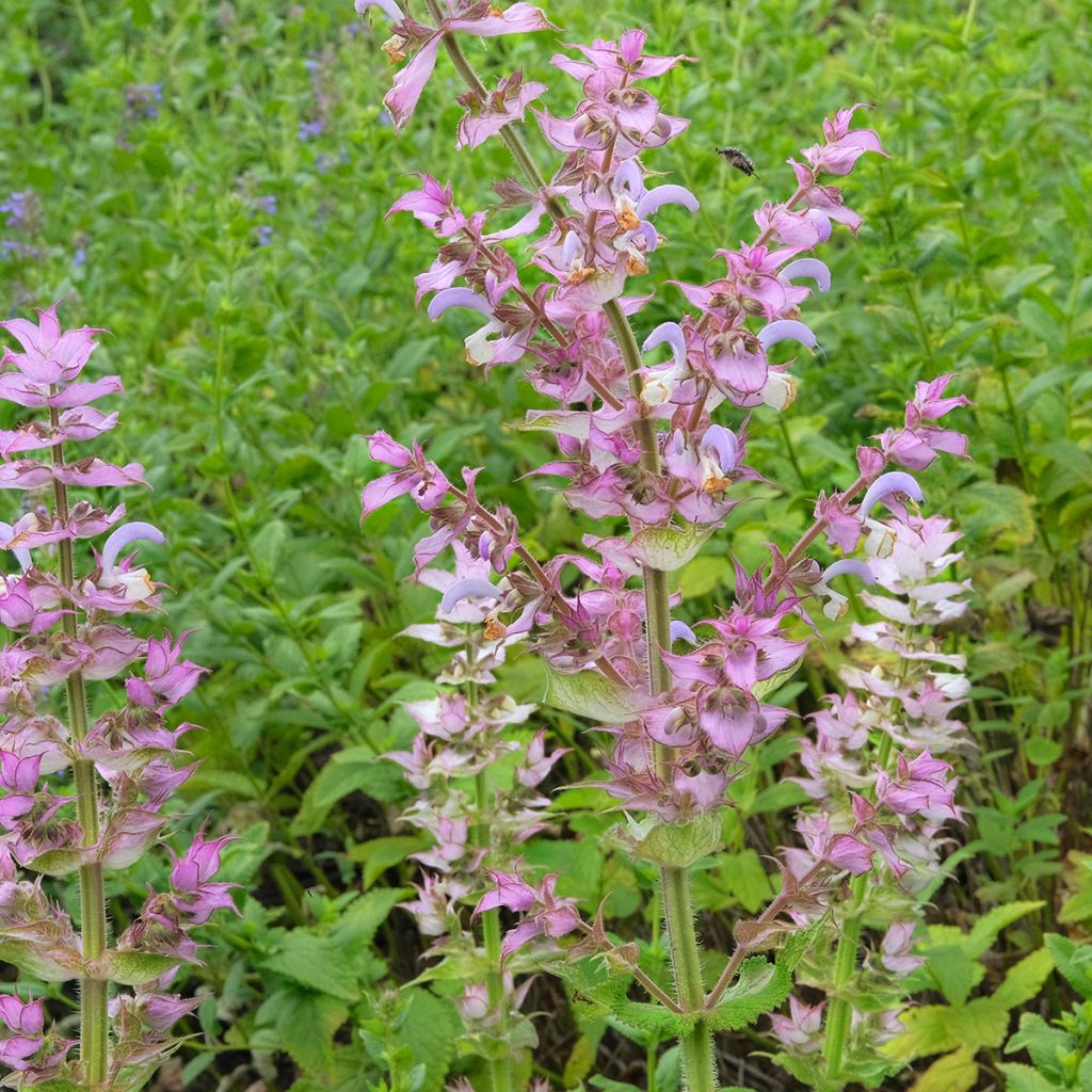 Muskat-Salbei var. turkestanica - Salvia sclarea