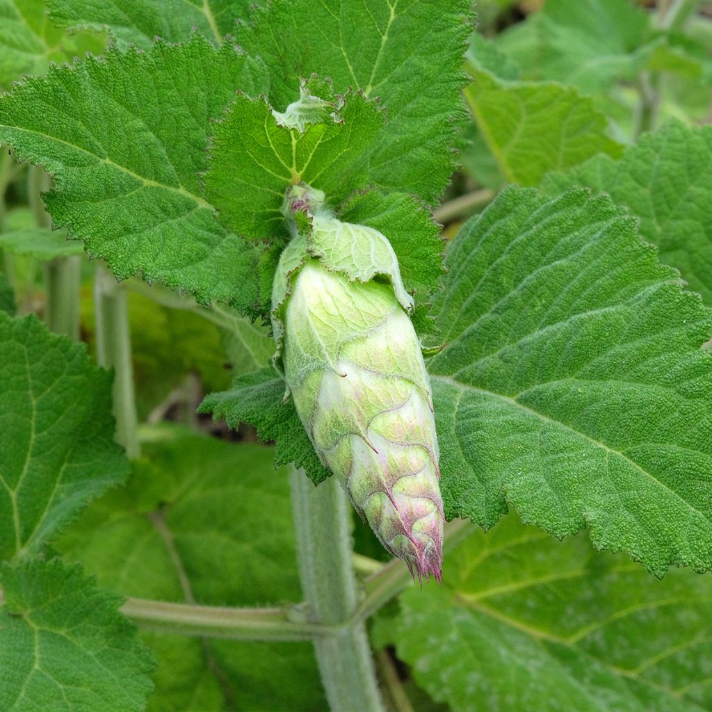 Muskat-Salbei var. turkestanica - Salvia sclarea
