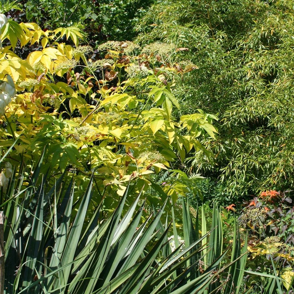Sureau noir - Sambucus nigra Aurea