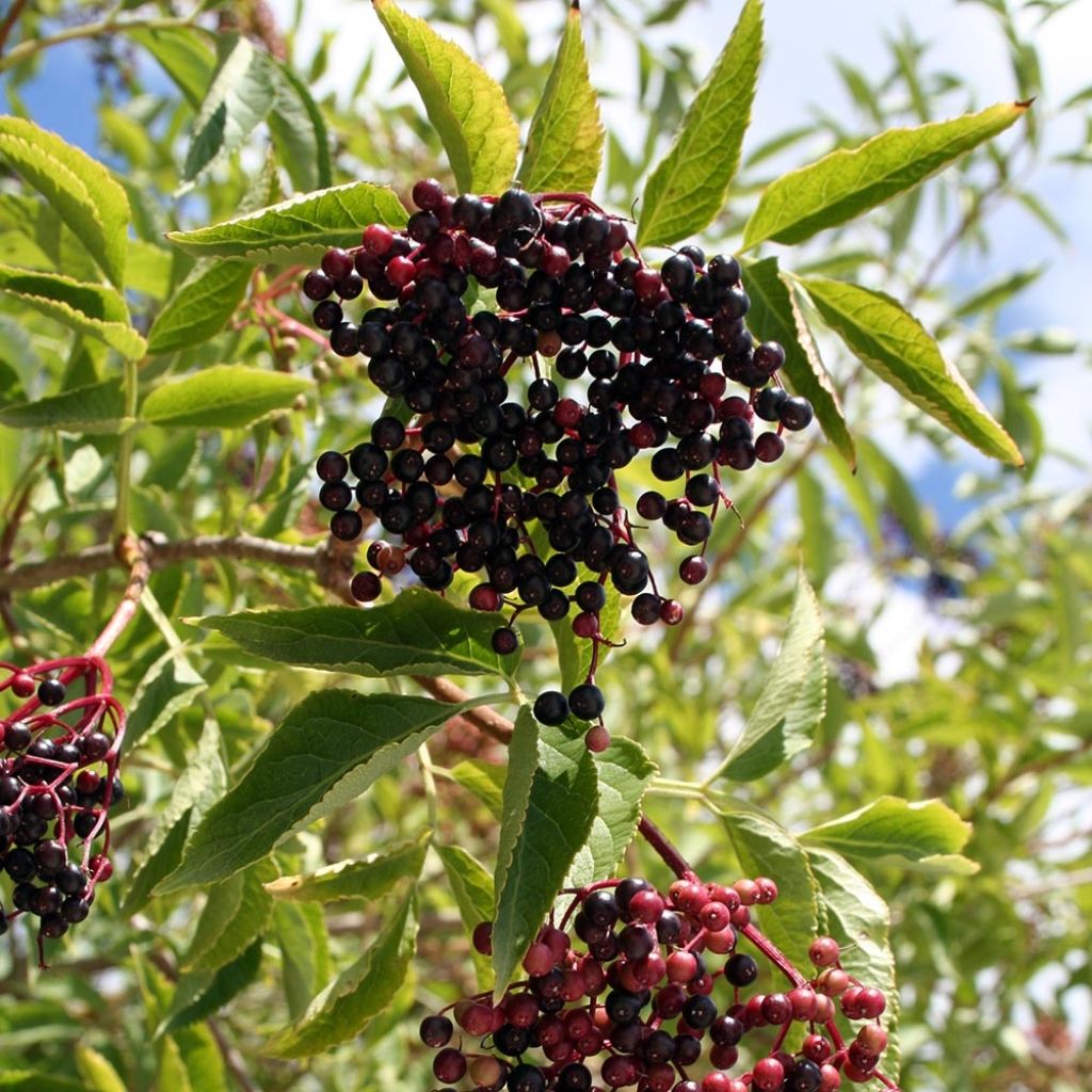 Sureau noir - Sambucus nigra Aurea