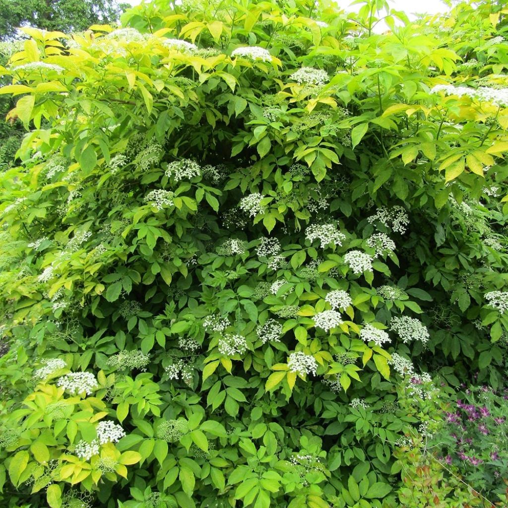 Sureau noir - Sambucus nigra Aurea