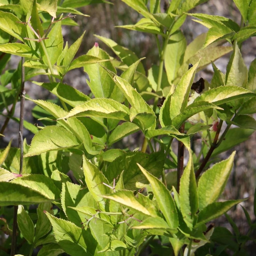 Sureau noir - Sambucus nigra Aurea