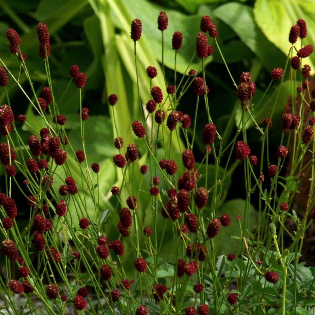 Großer Wiesenknopf Tanna - Sanguisorba officinalis