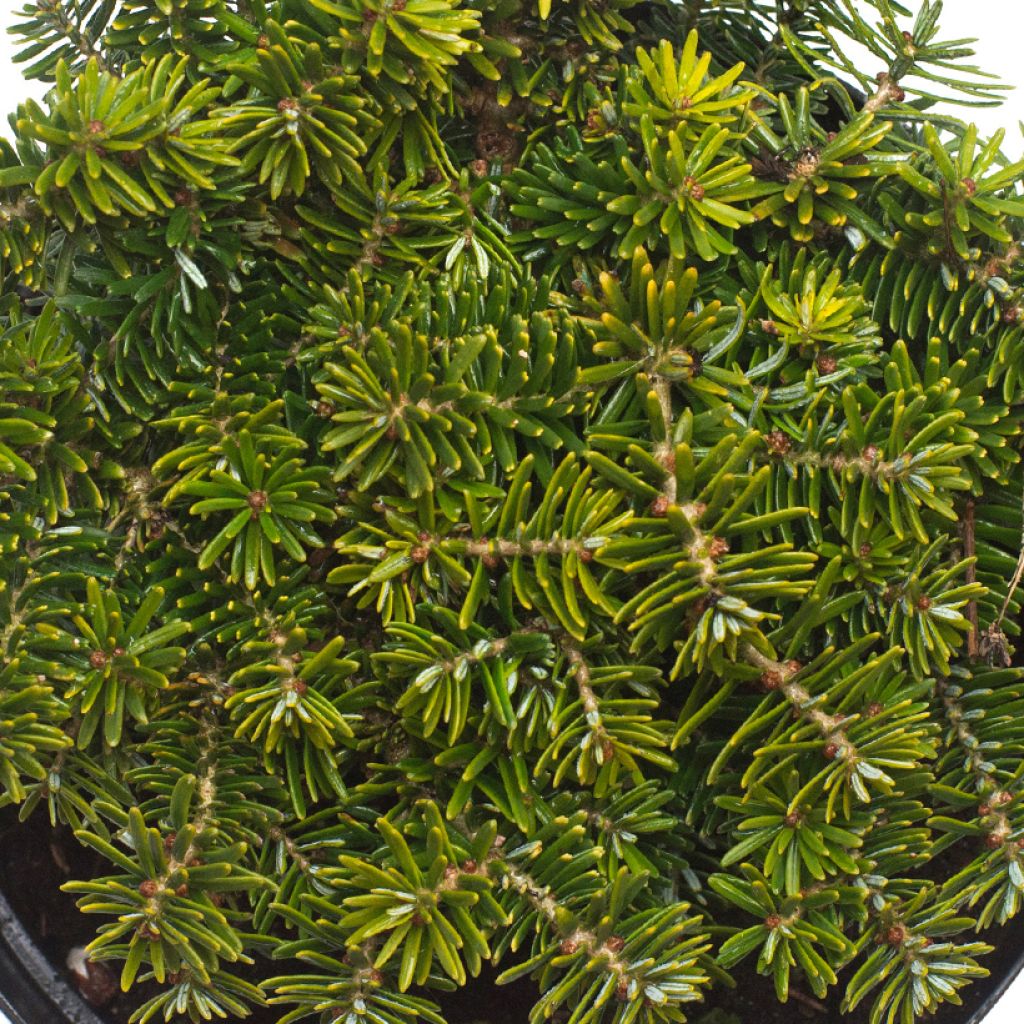 Sapin de Corée - Abies koreana Brillant