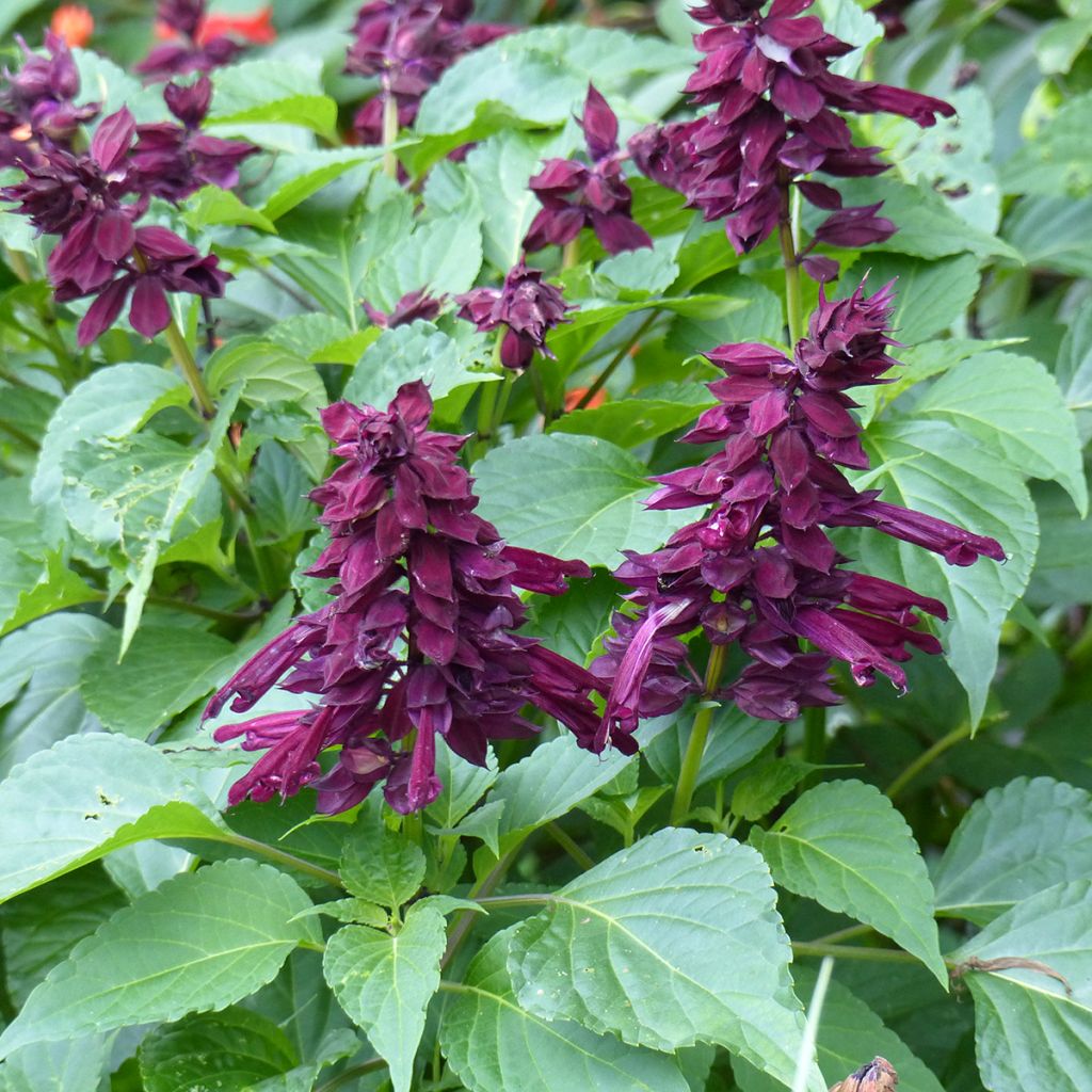 Feuer-Salbei Gogo Purple - Salvia