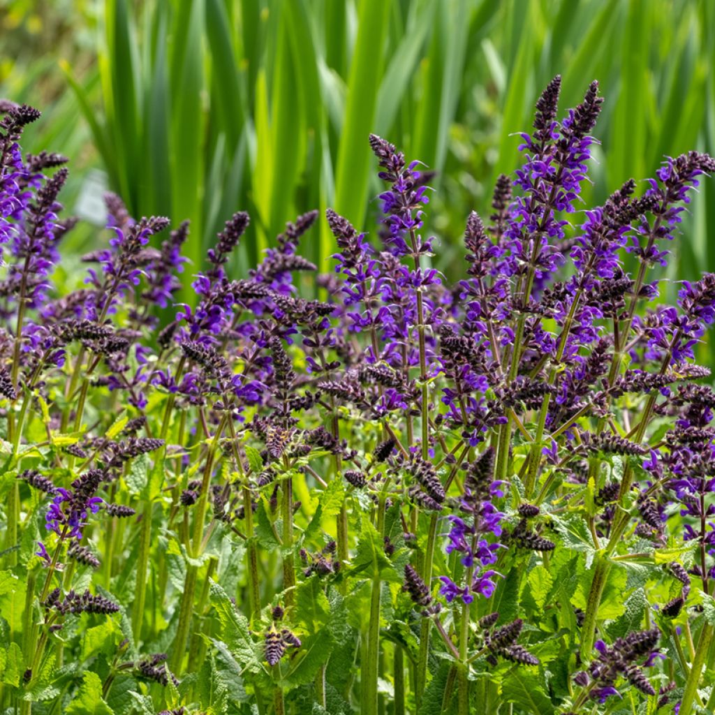 Salvia nemorosa Viola Klose - Steppen-Salbei