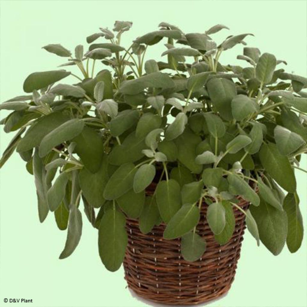 Echter Salbei Maxima - Salvia officinalis