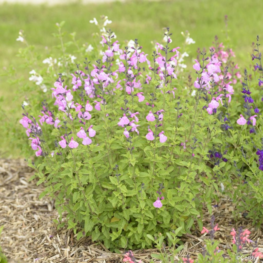 Salvia jamensis Malabar