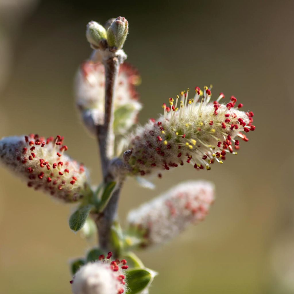 Salix candida Iceberg Alley - Salbei-Weide