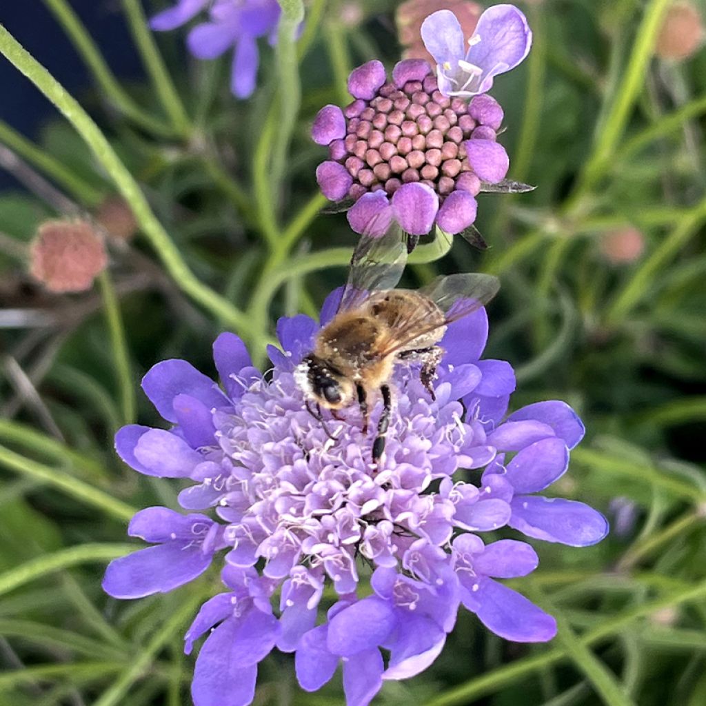 Große Skabiose Nova Dew Drops - Scabiosa