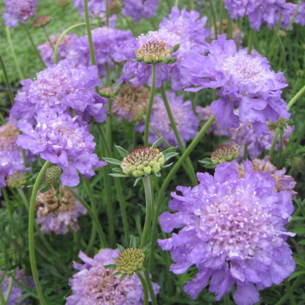 Tauben-Skabiose Butterfly Blue - Scabiosa columbaria