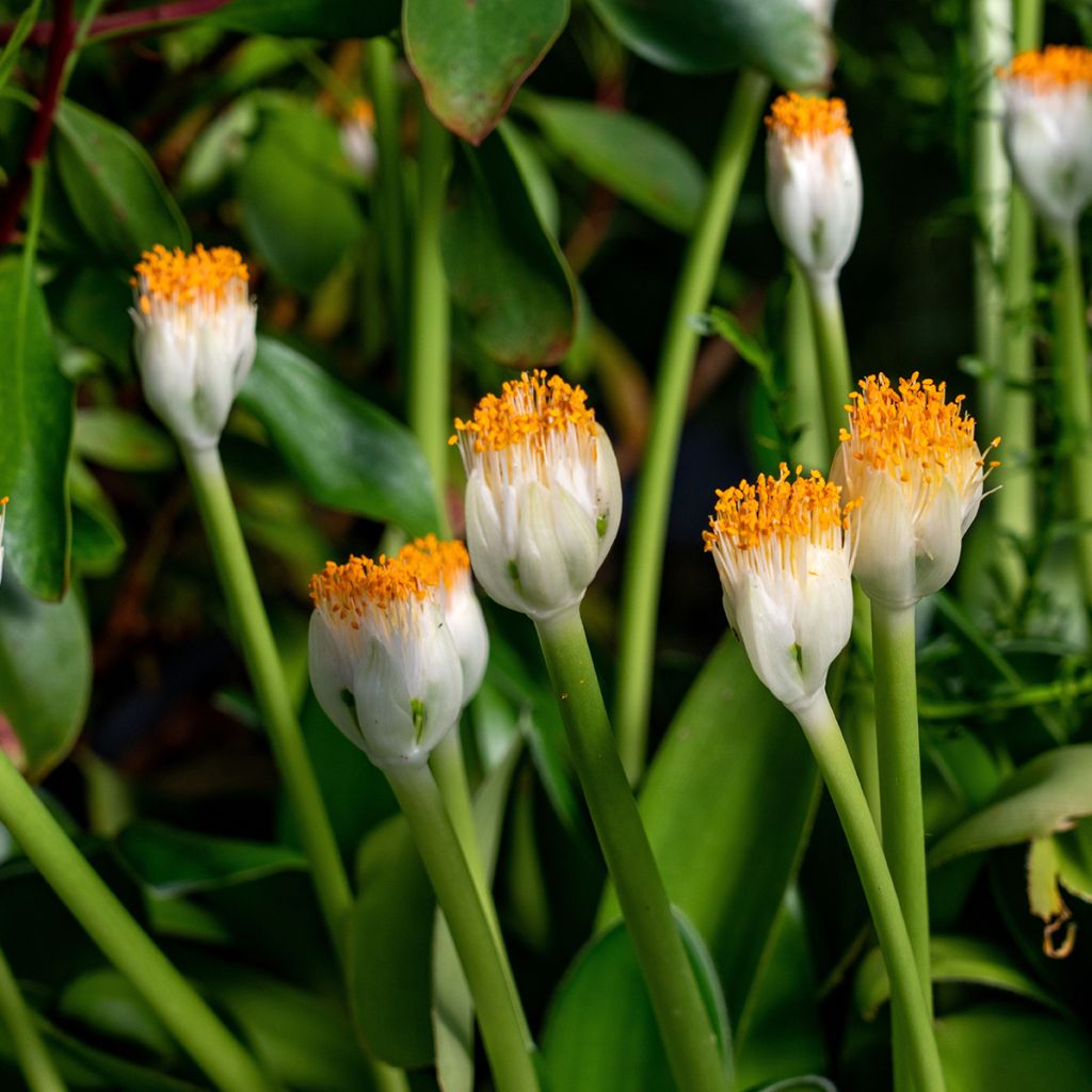 Scadoxus oder Haemanthus albiflos
