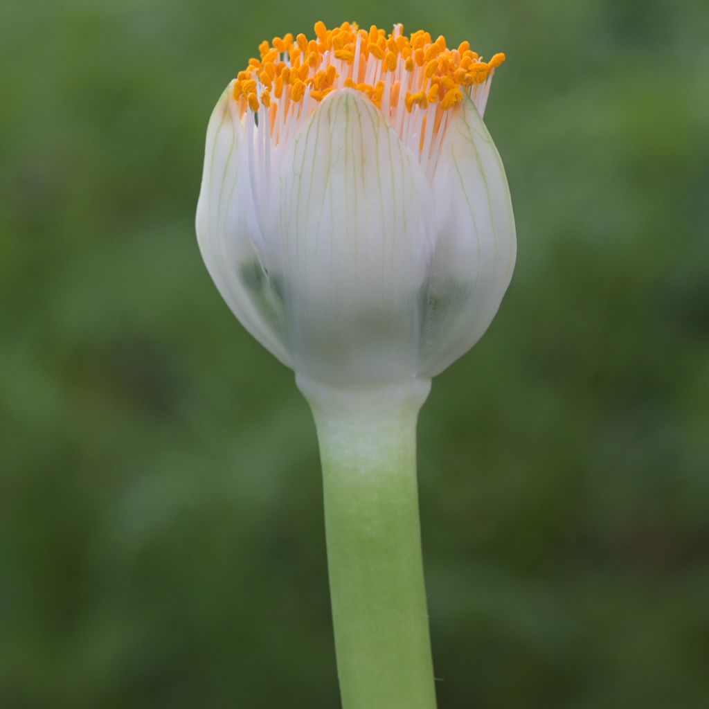 Scadoxus oder Haemanthus albiflos
