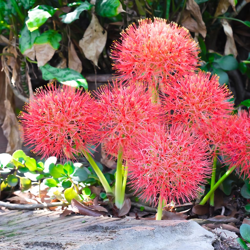 Scadoxus oder Haemanthus multiflorus