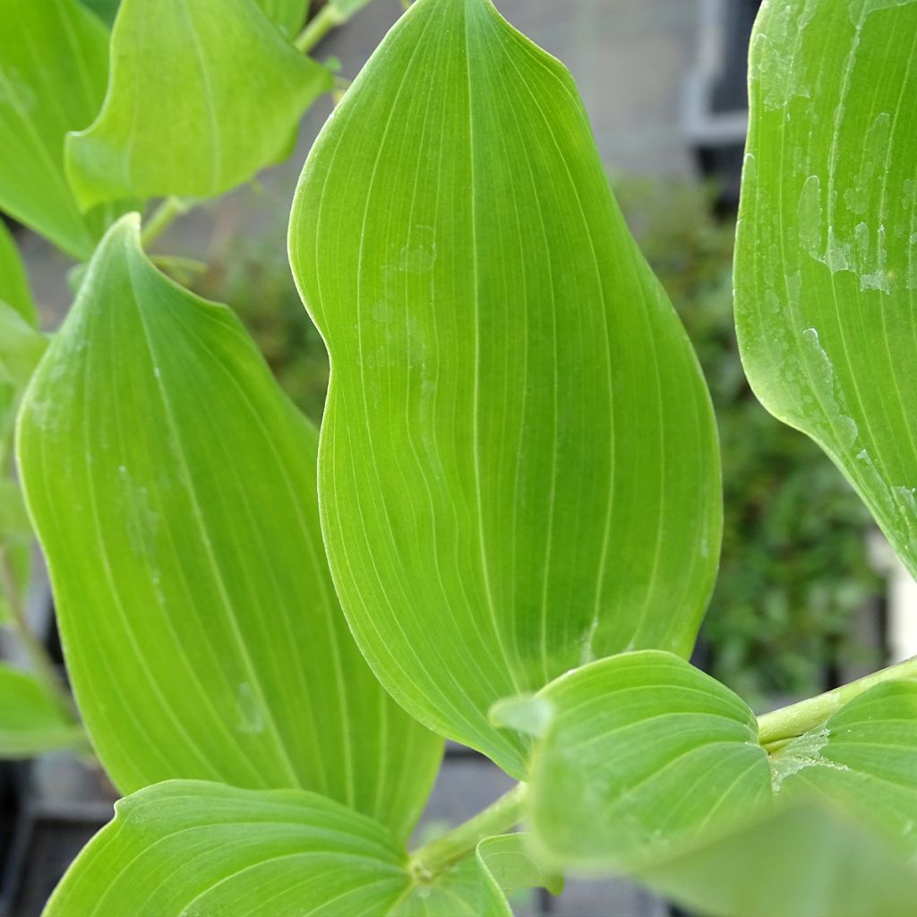 Polygonatum multiflorum - Weißwurz
