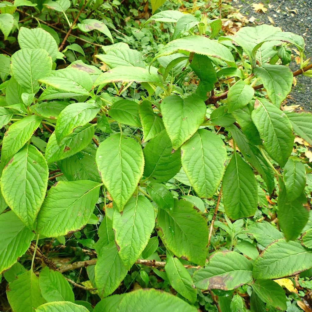Schizophragma corylifolium - Spalthortensie